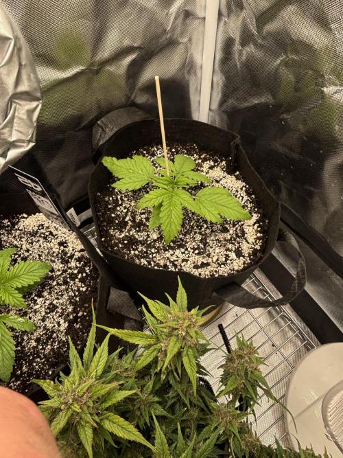 RF3 fastbuds. Week 2