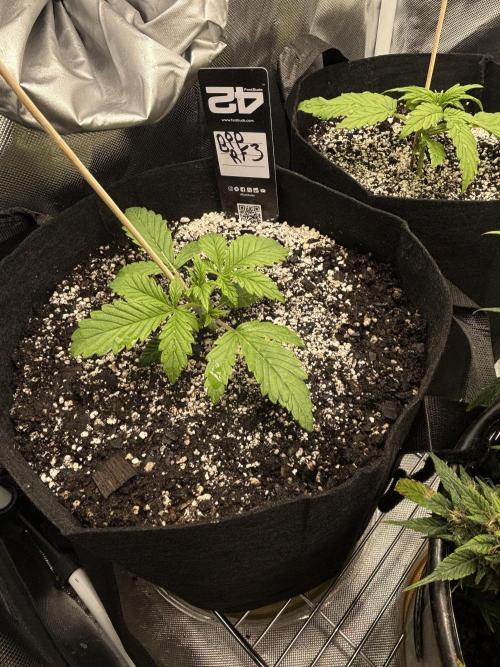 RF3 fastbuds. Week 2