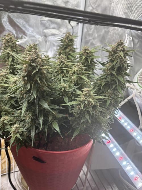 Strawberry gorilla. Week 10