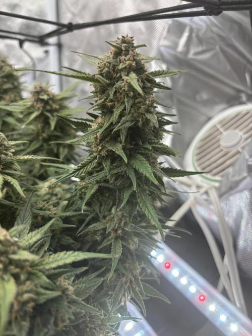 Strawberry gorilla. Week 10