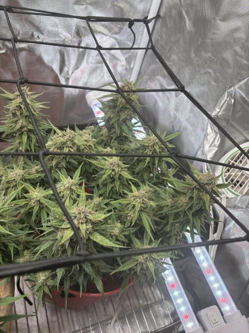 Strawberry gorilla. Week 10