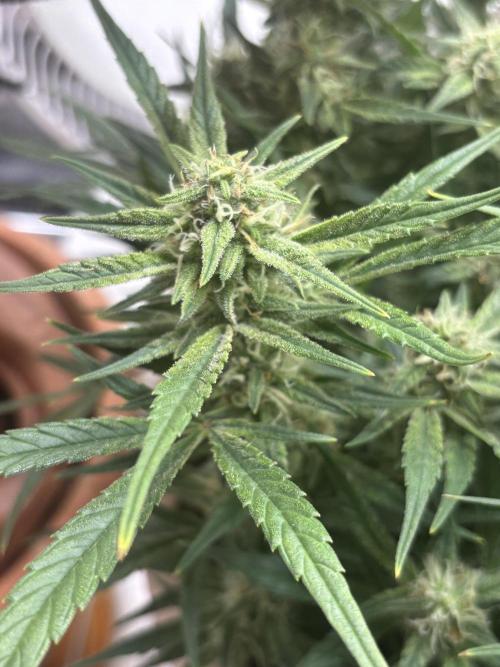 Apple stredel. Week 7