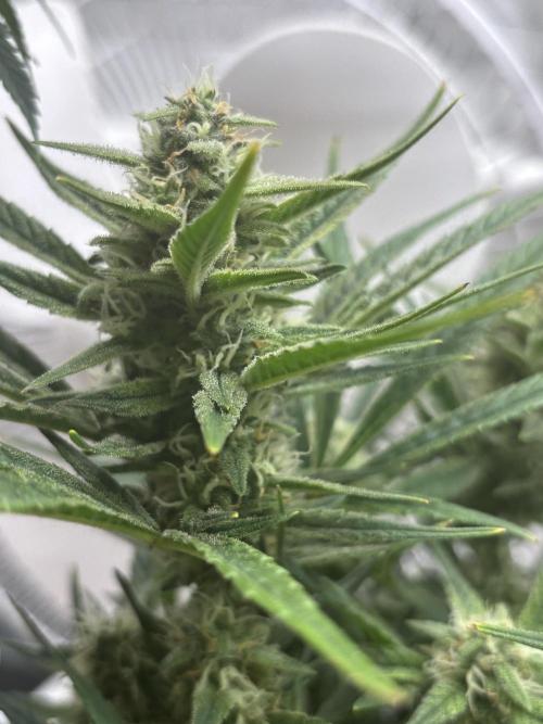 Apple stredel. Week 7