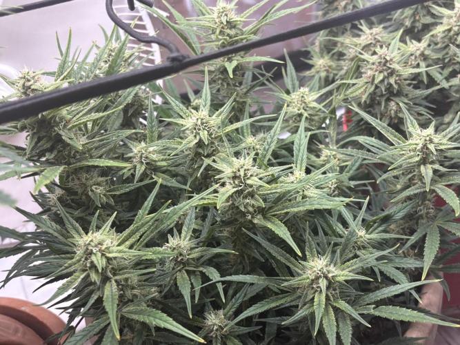 Apple stredel. Week 7