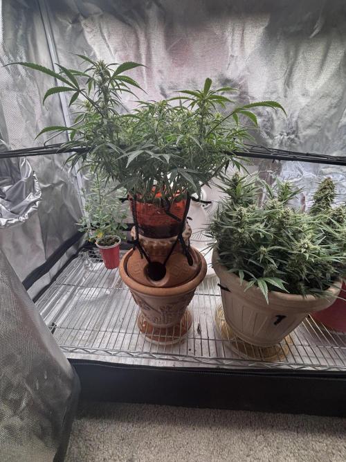 Mix pack from fast buds. Week 6