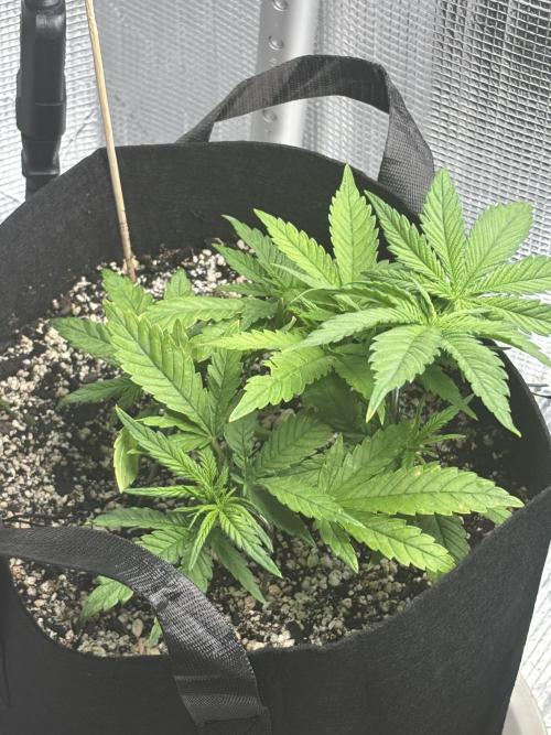 RF3 fastbuds. Week 3