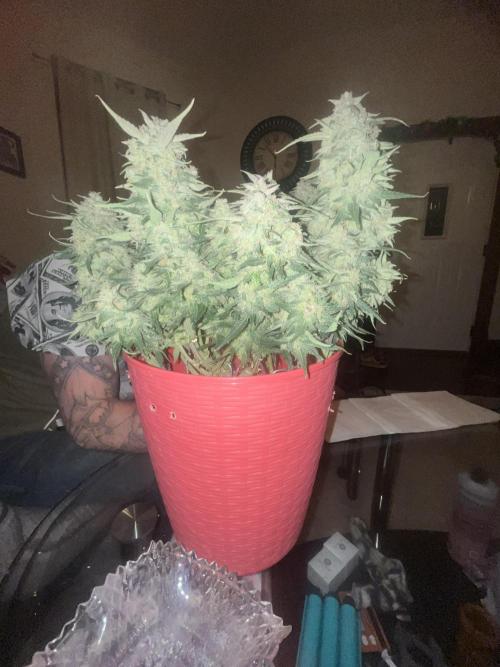 Strawberry gorilla. Week 11