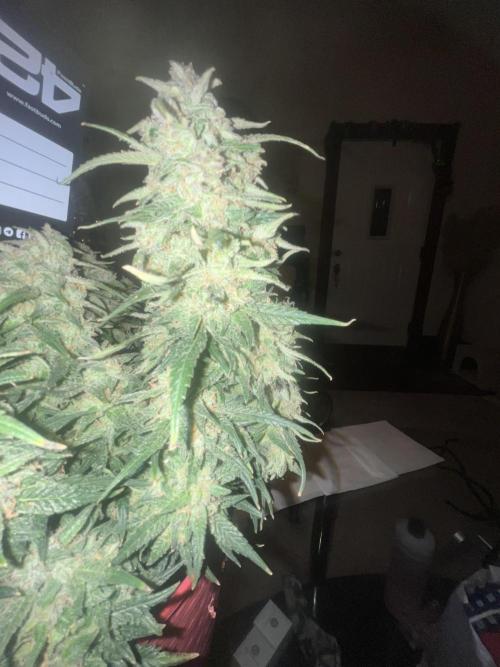 Strawberry gorilla. Week 11