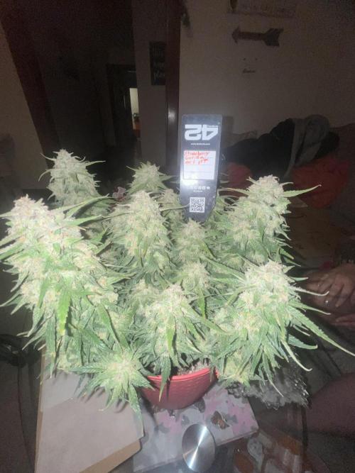 Strawberry gorilla. Week 11