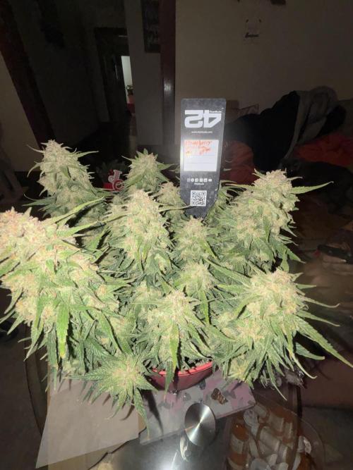 Strawberry gorilla. Week 11