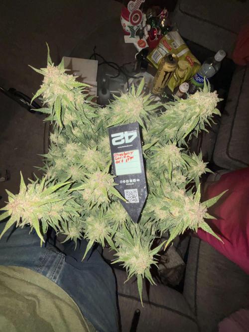 Strawberry gorilla. Week 11