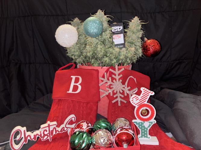 Strawberry gorilla. Week 11