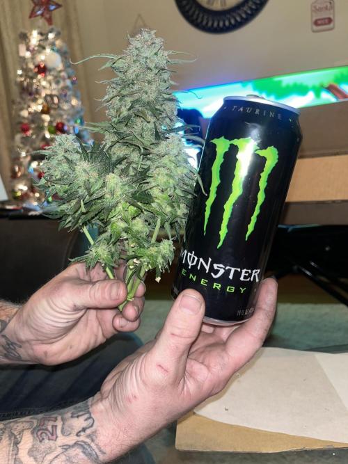 Strawberry gorilla. Week 11