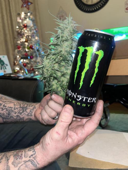 Strawberry gorilla. Week 11