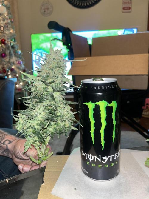 Strawberry gorilla. Week 11