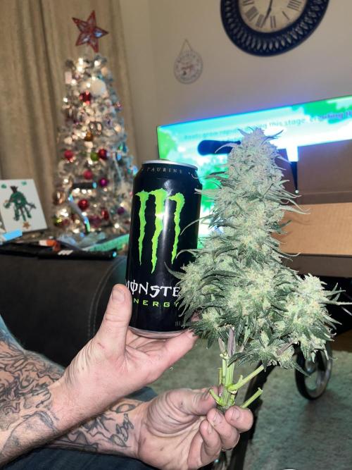 Strawberry gorilla. Week 11