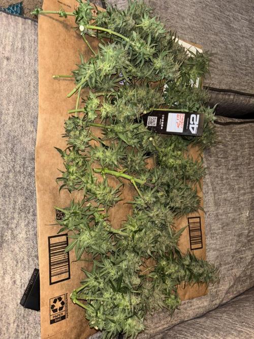 Strawberry gorilla. Week 11