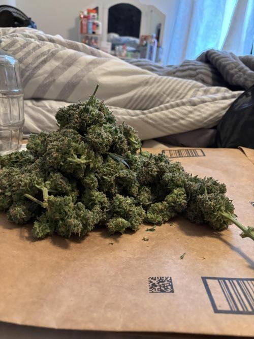 Strawberry gorilla. Week 11