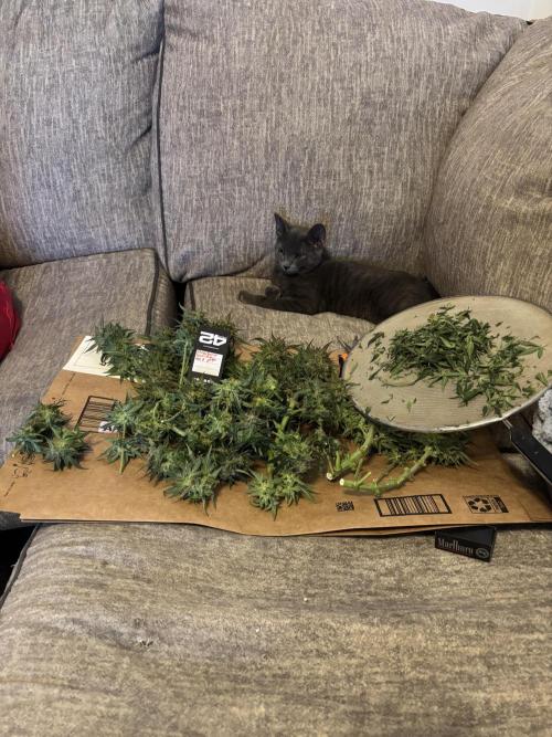 Strawberry gorilla. Week 11