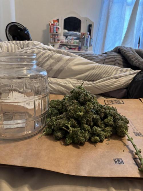 Strawberry gorilla. Week 11