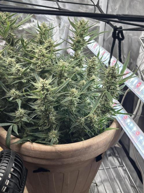 Apple stredel. Week 9