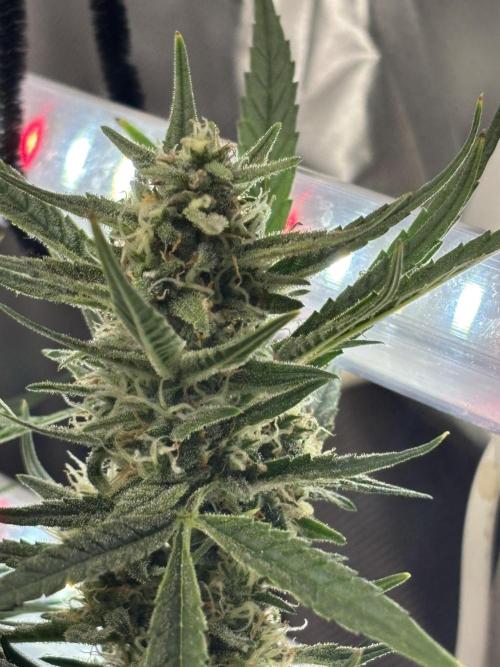 Apple stredel. Week 9