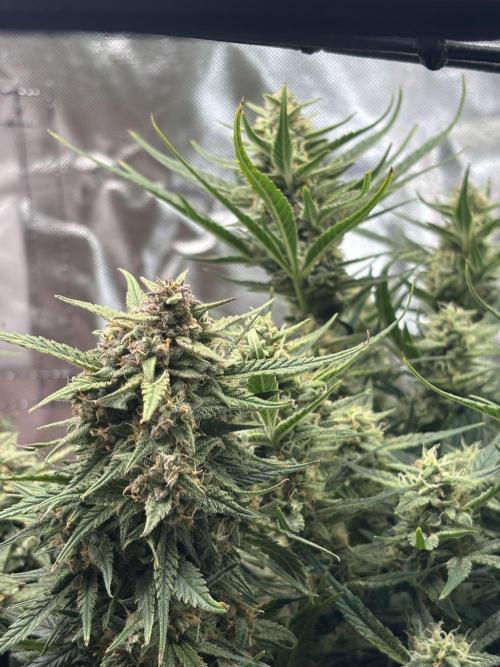 Apple stredel. Week 9