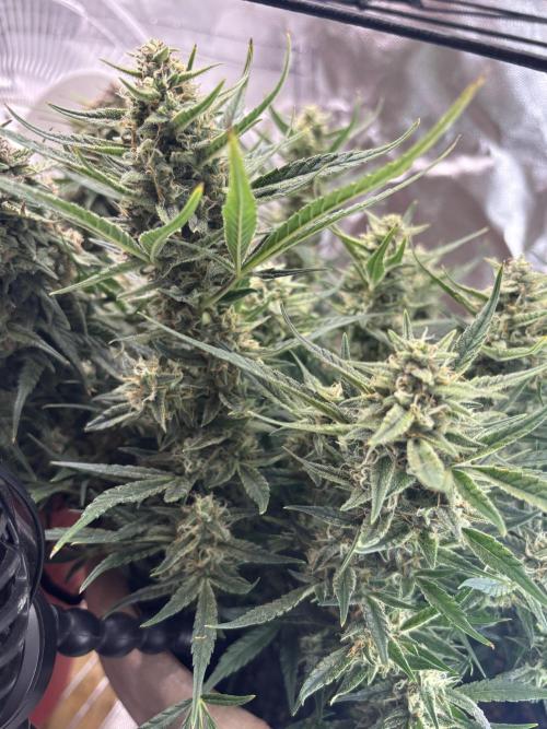 Apple stredel. Week 9