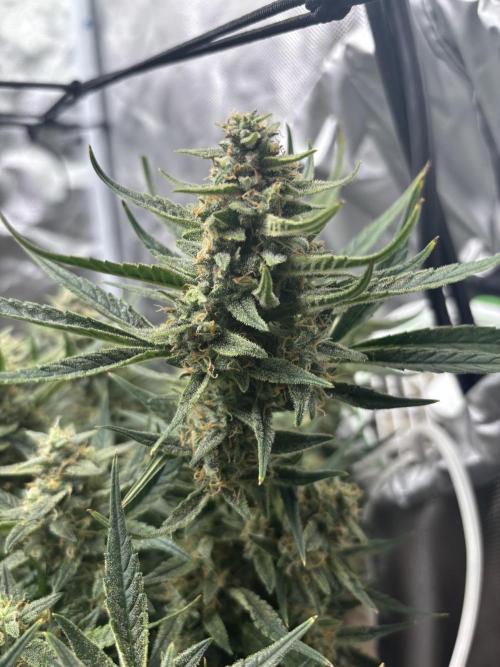 Apple stredel. Week 9