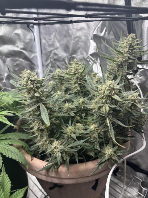 Apple stredel. Week 9