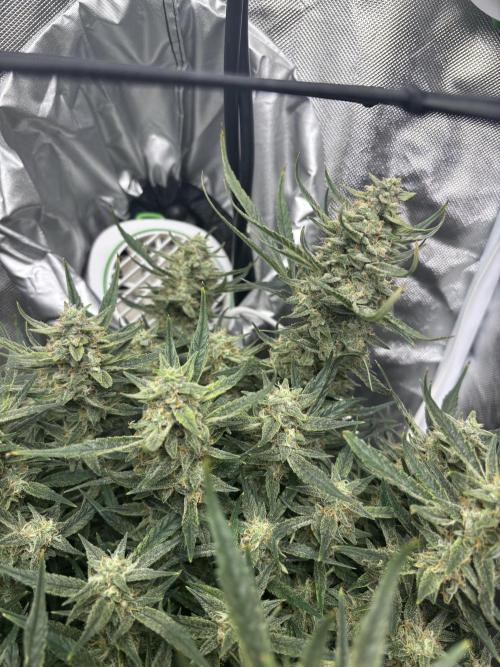 Apple stredel. Week 9