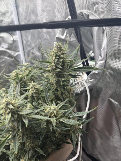 Apple stredel. Week 9