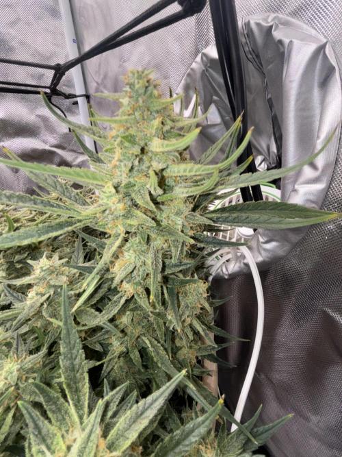 Apple stredel. Week 9