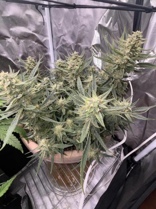 Apple stredel. Week 9