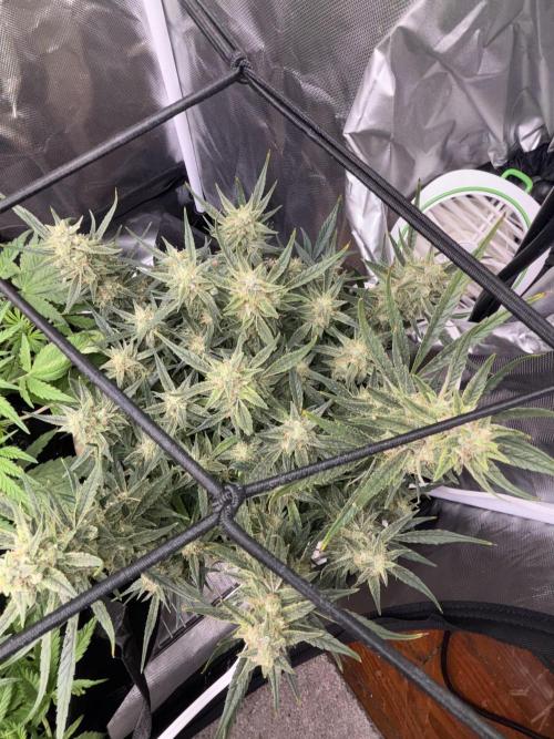 Apple stredel. Week 9