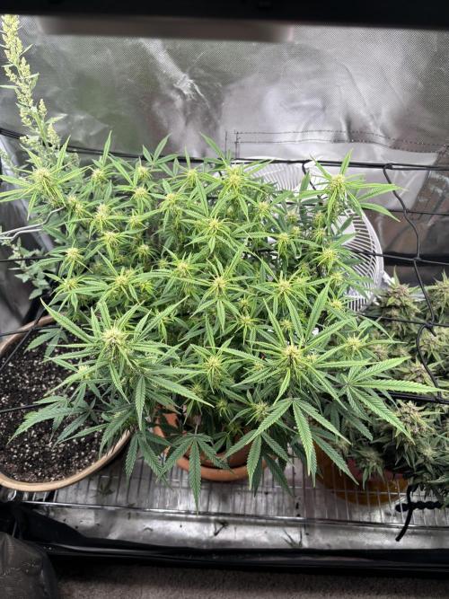 Mix pack from fast buds. Week 8