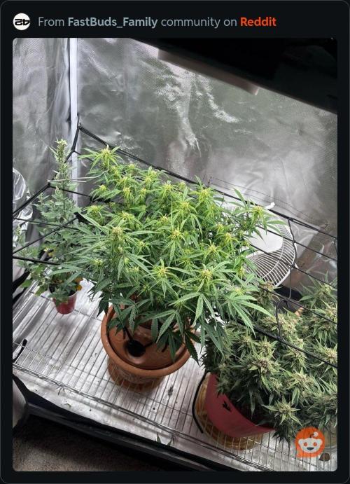 Mix pack from fast buds. Week 8