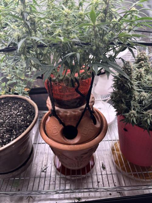 Mix pack from fast buds. Week 8