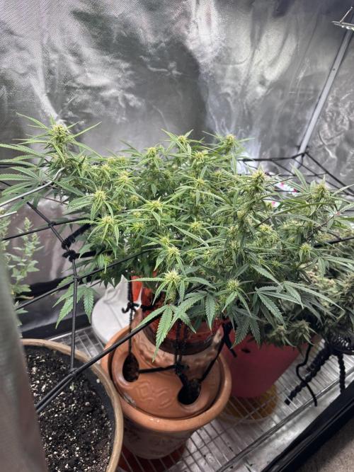 Mix pack from fast buds. Week 8