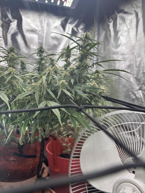 Mix pack from fast buds. Week 8