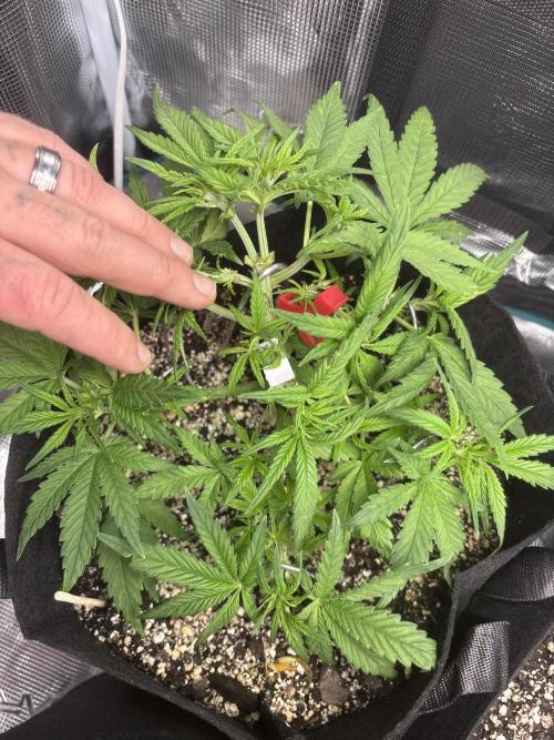 RF3 fastbuds. Week 4