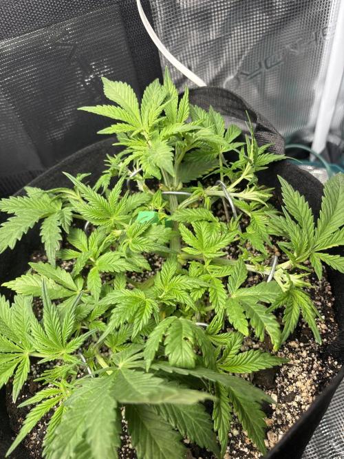 RF3 fastbuds. Week 4
