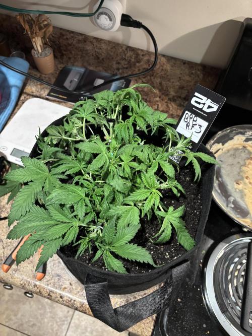 RF3 fastbuds. Week 4