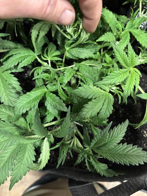 RF3 fastbuds. Week 4