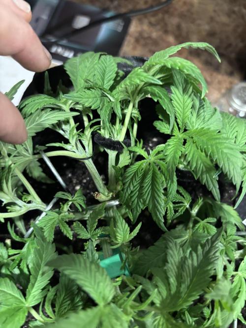 RF3 fastbuds. Week 4