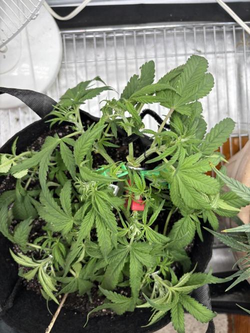 RF3 fastbuds. Week 4