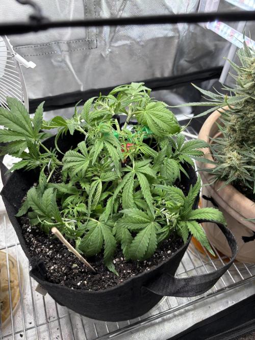 RF3 fastbuds. Week 4