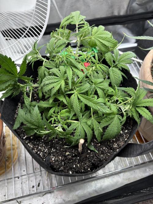 RF3 fastbuds. Week 4