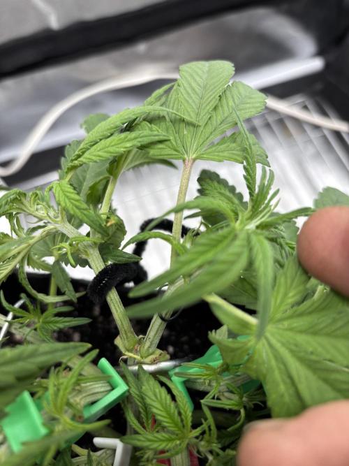 RF3 fastbuds. Week 4