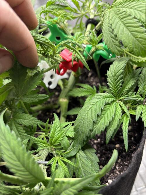 RF3 fastbuds. Week 4